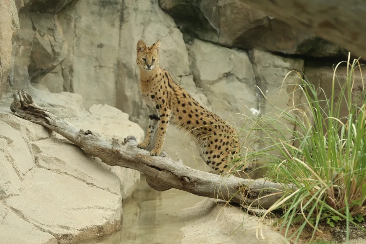 Animal kingdom banner
