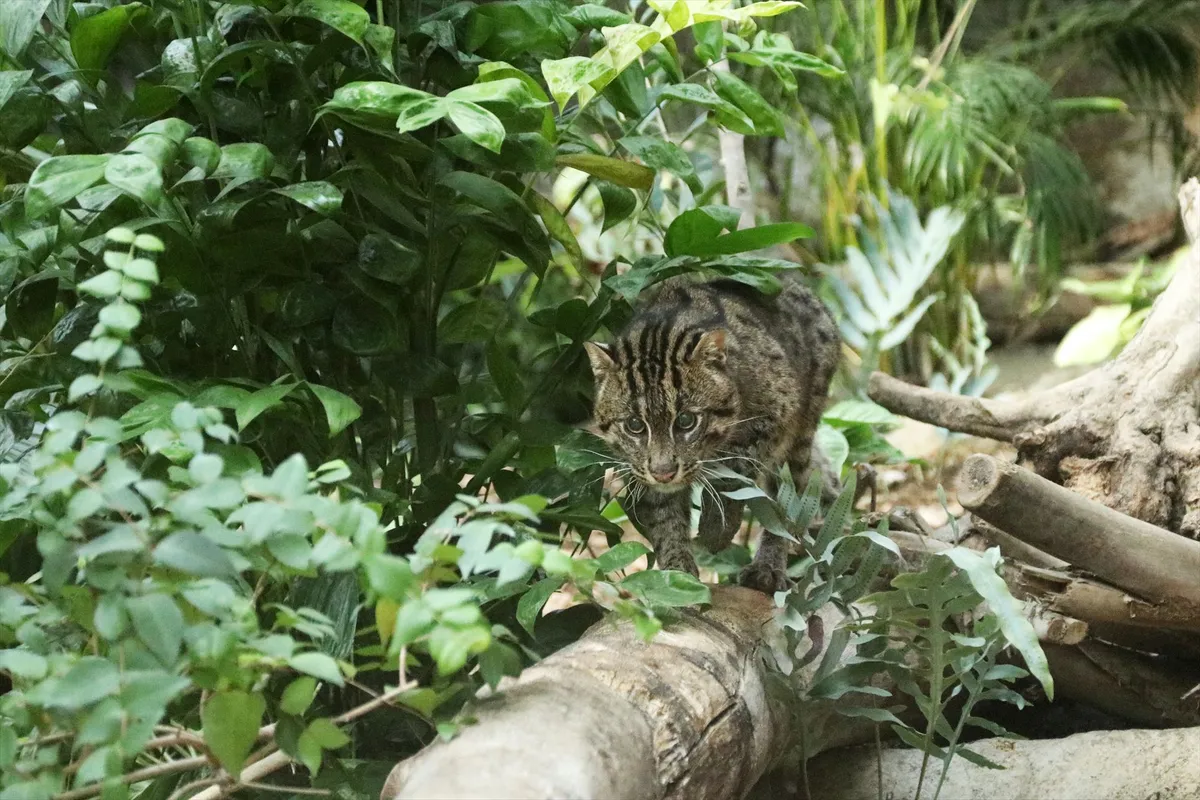 Animal kingdom banner