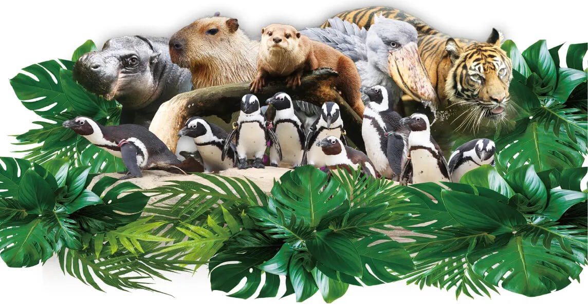 Animal kingdom banner