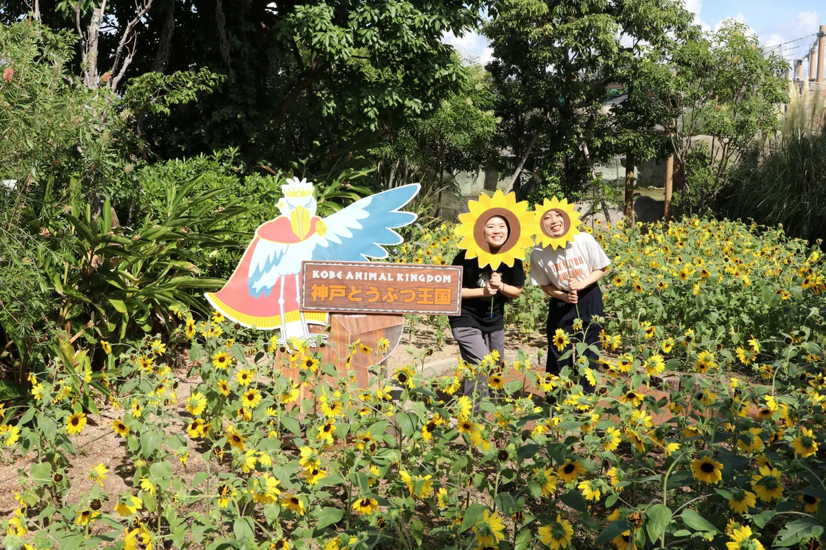 Animal kingdom banner