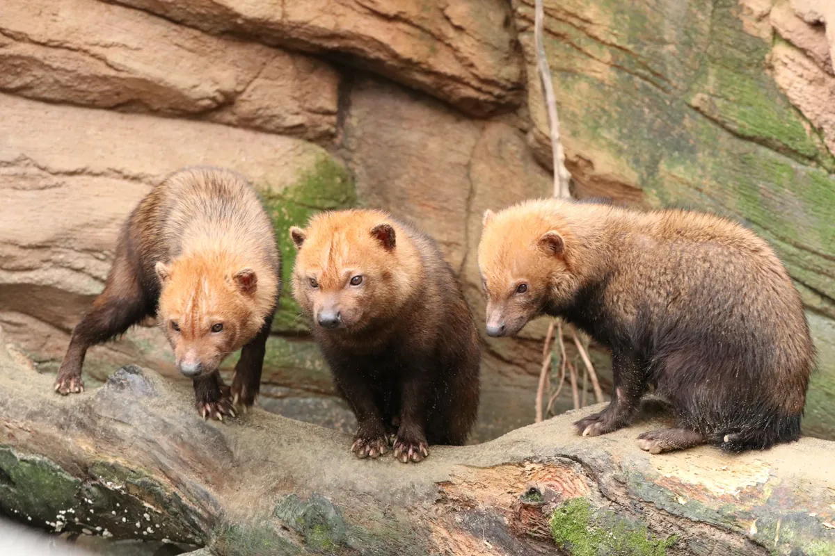 ブッシュドッグ（ヤブイヌ）