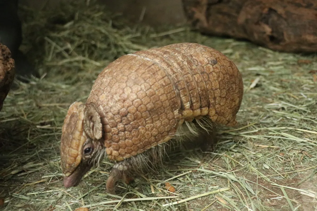 マタコミツオビアルマジロ