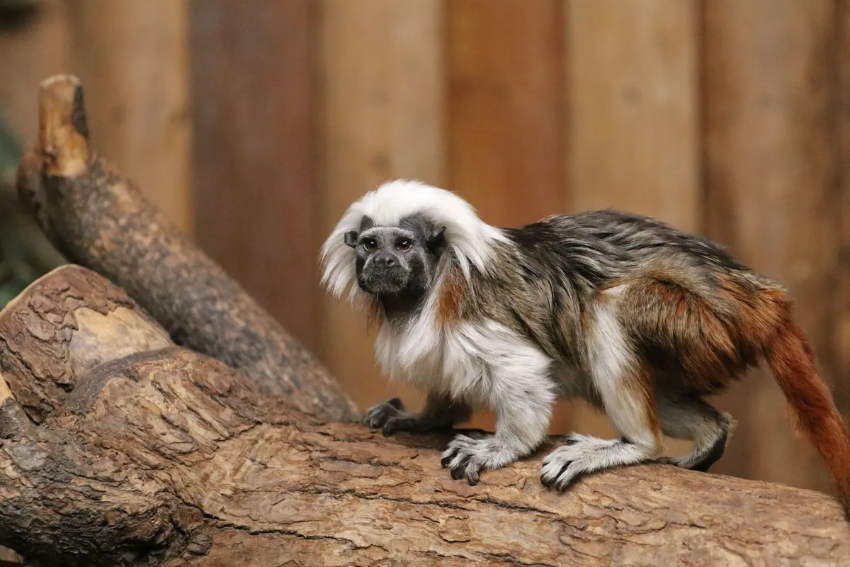 ワタボウシタマリン