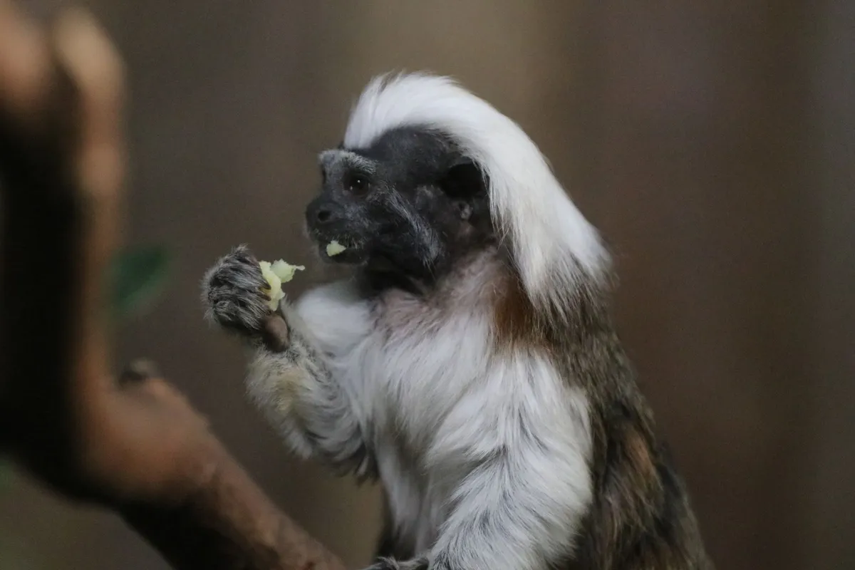 barrier-1