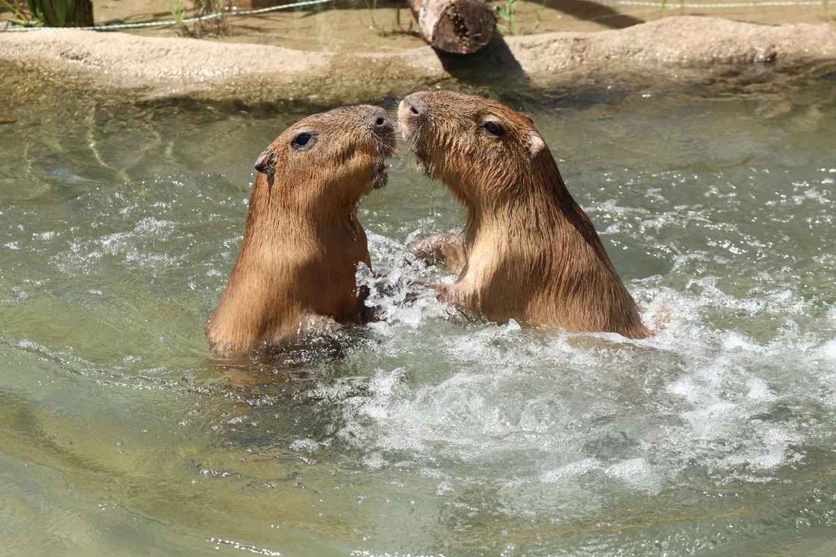 Animal kingdom banner