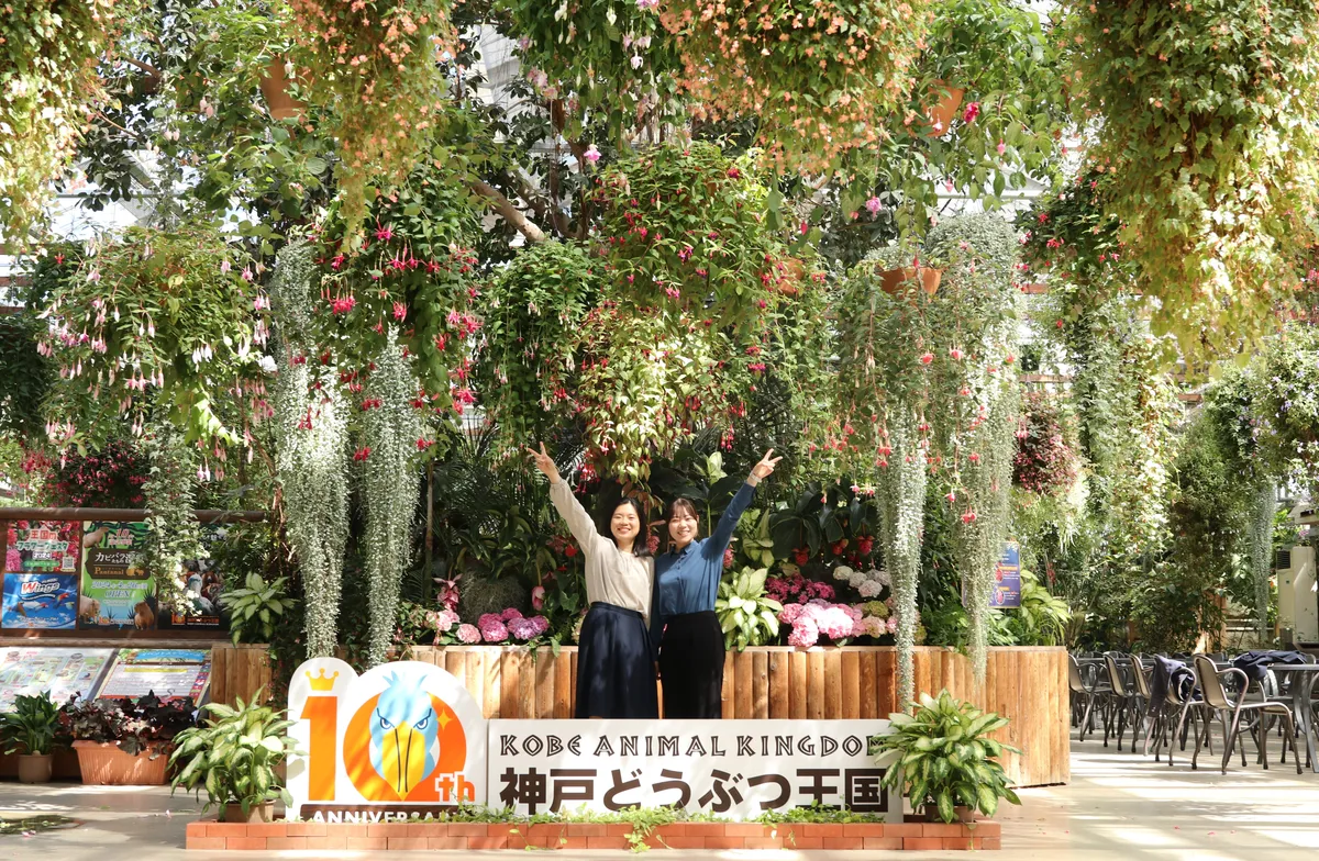 Animal kingdom banner