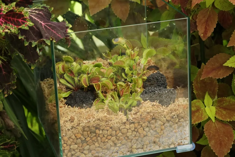 Animal kingdom banner