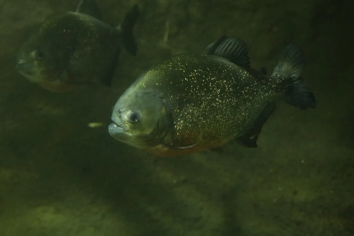 ピラニアナッテリー