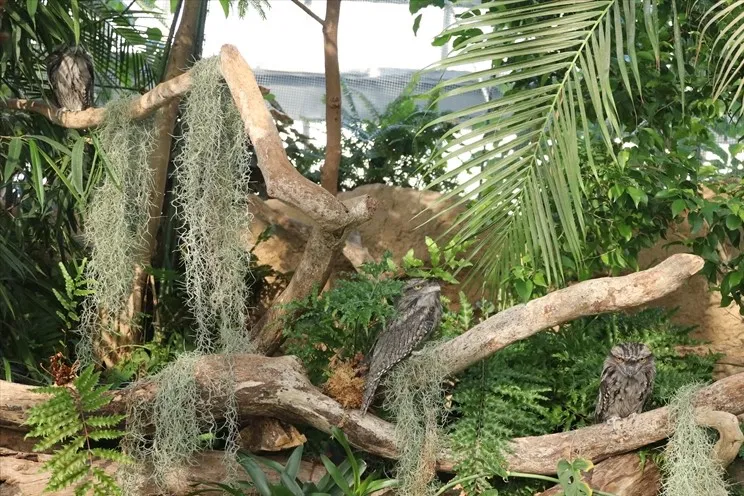 Animal kingdom banner