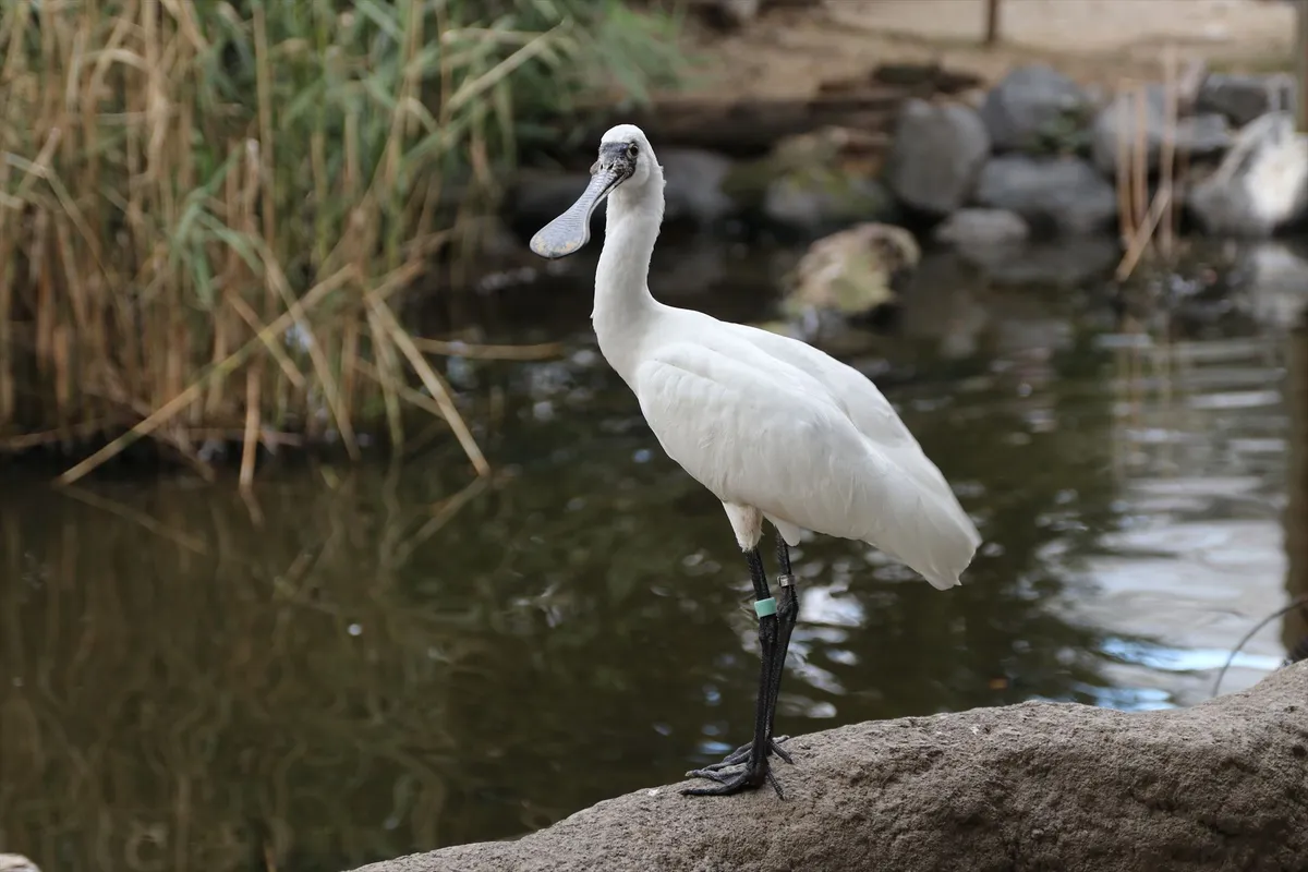 クロツラヘラサギ