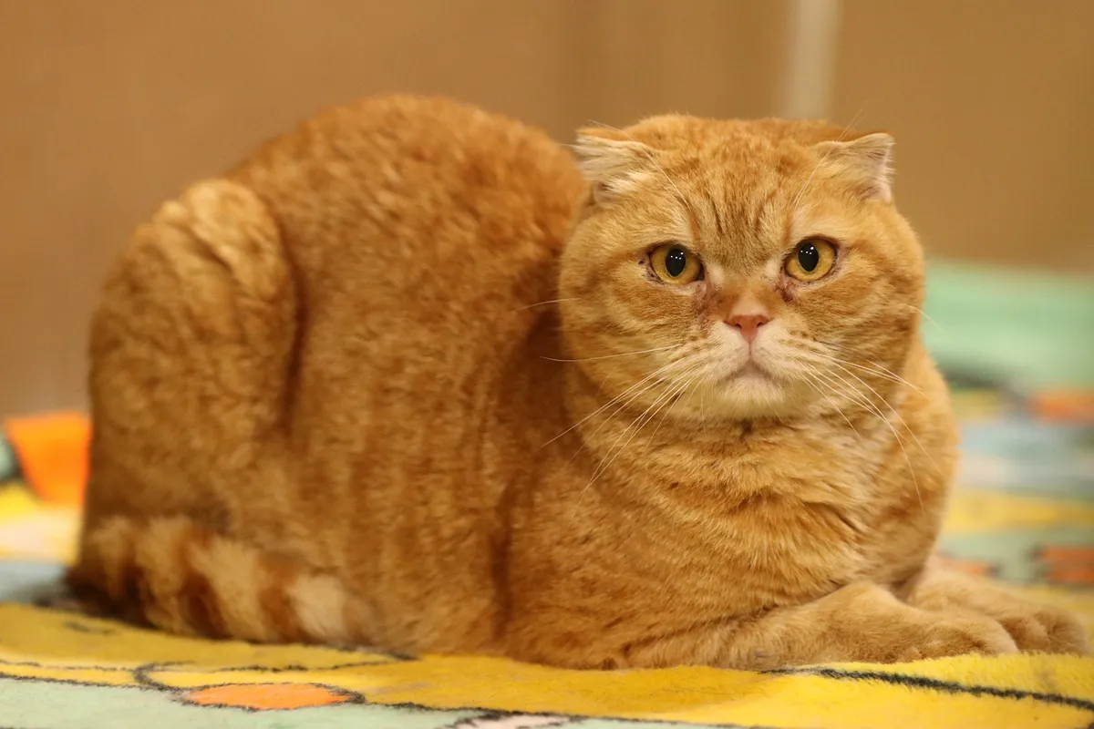 スコティッシュフォールド