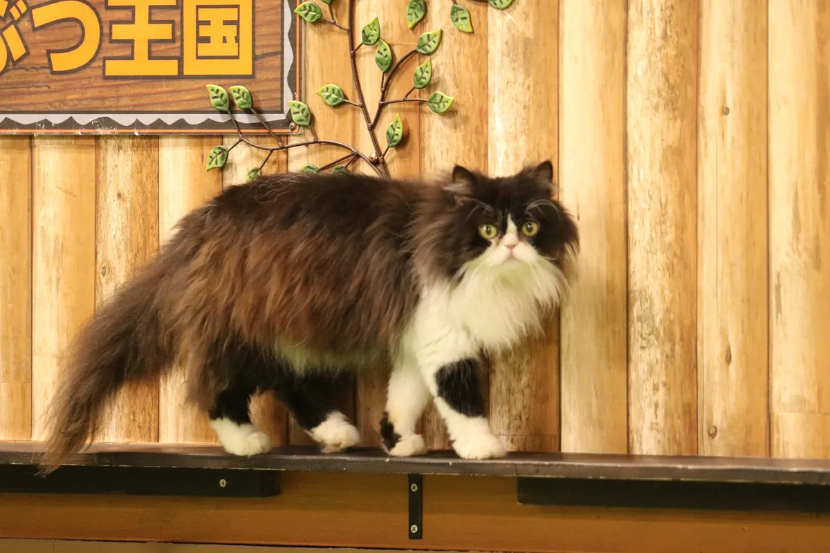 エキゾチックキャット