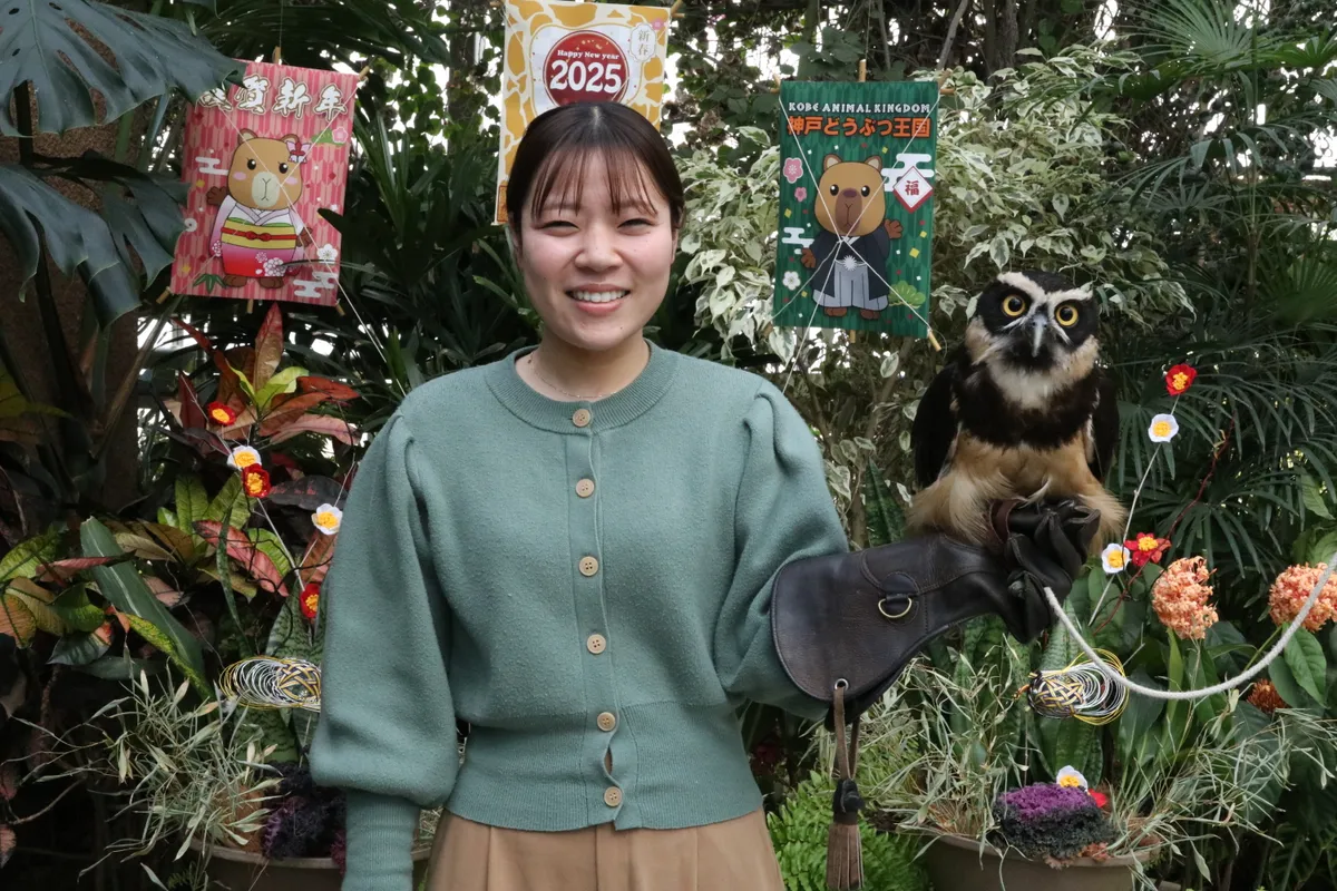 Animal kingdom banner