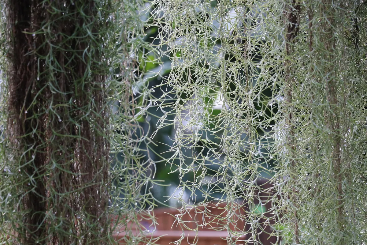 ウスネオイデス