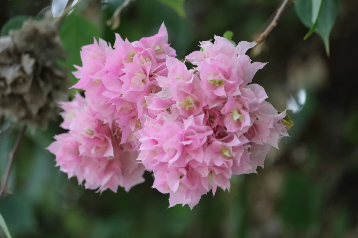 barrier-1