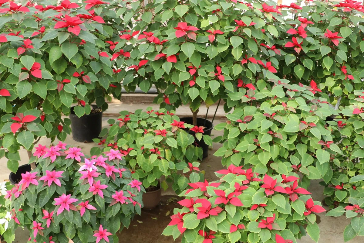 barrier-1