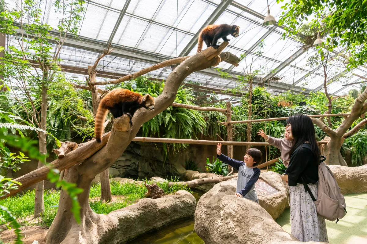 Animal kingdom banner