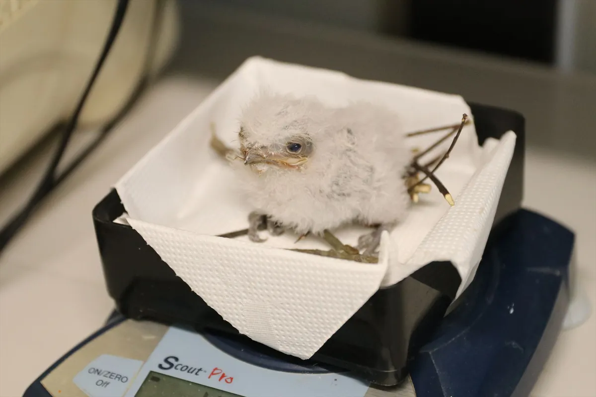 Animal kingdom banner