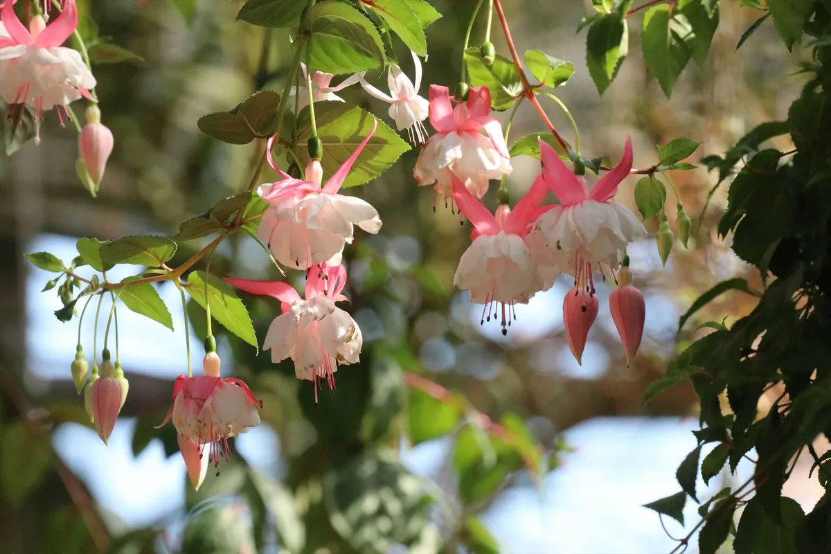 Animal kingdom banner