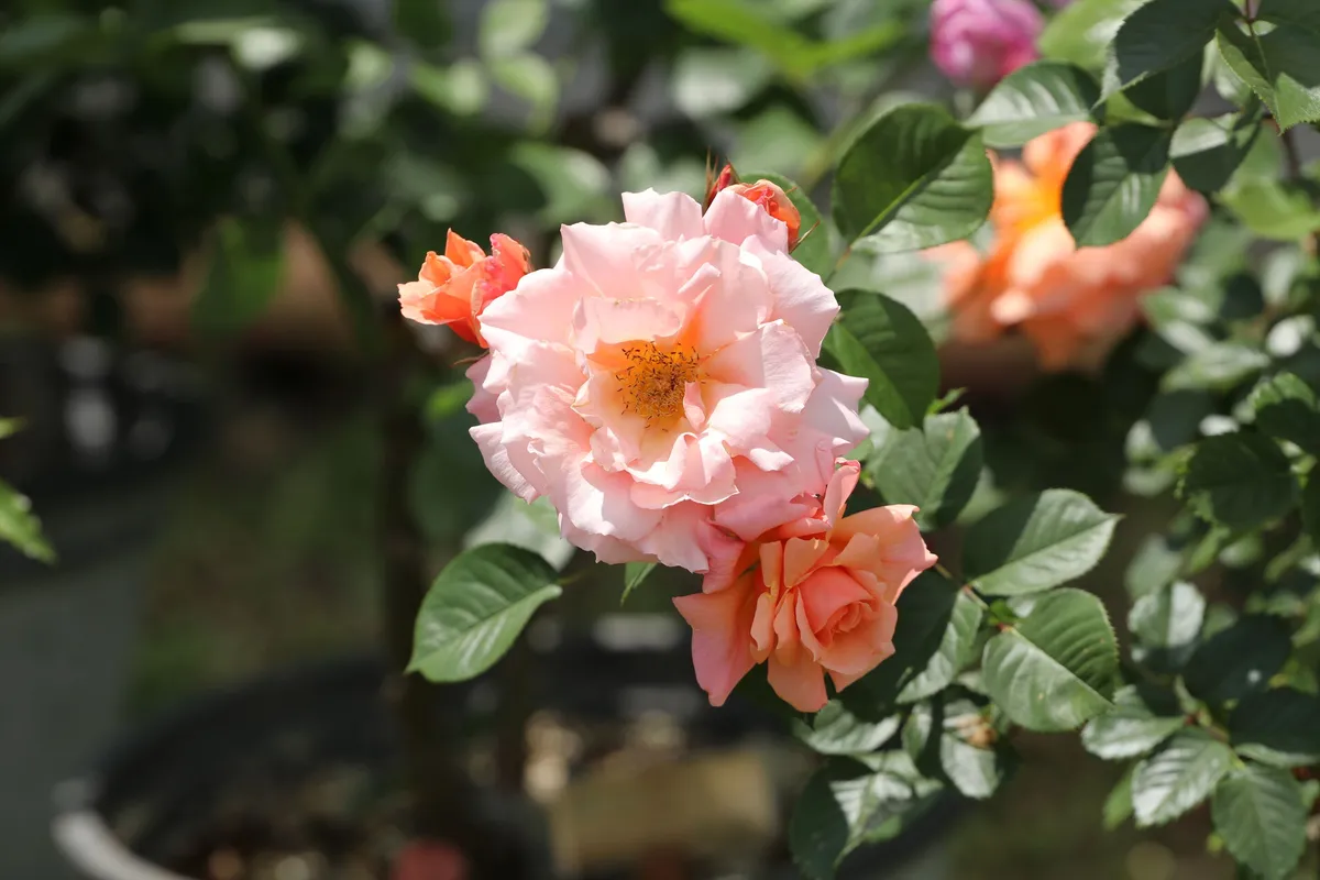 Animal kingdom banner