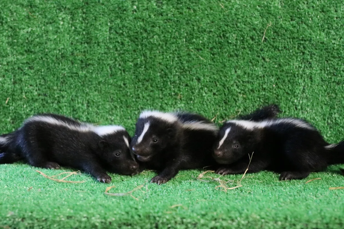 Animal kingdom banner