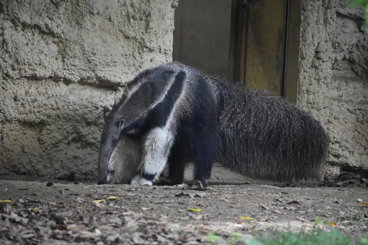 Animal kingdom banner