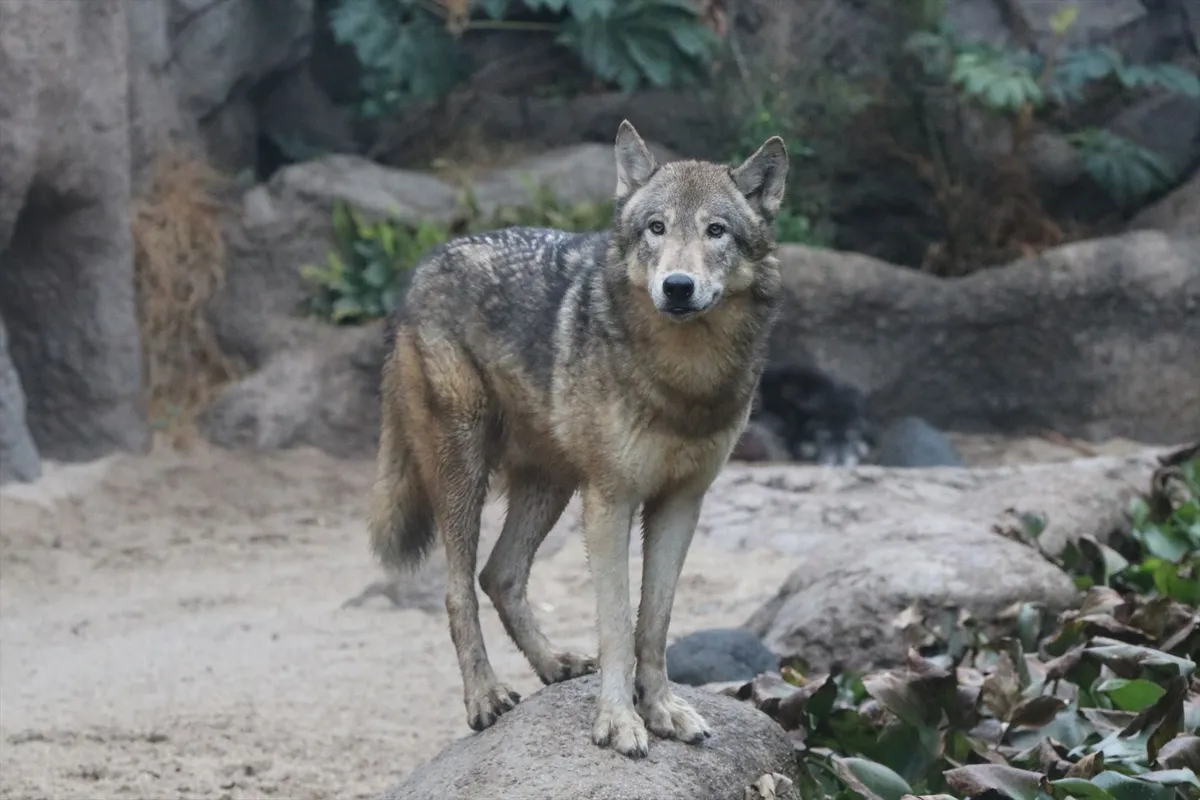 Animal kingdom banner