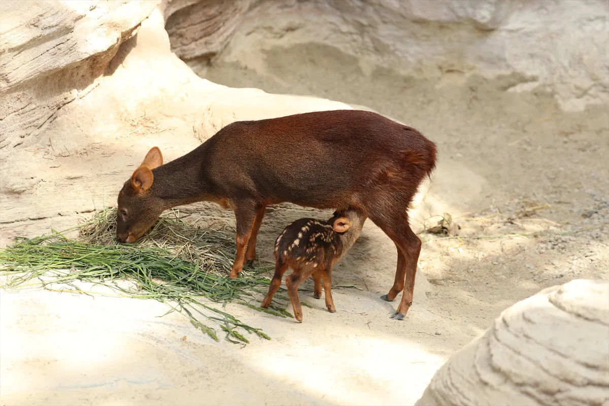 Animal kingdom banner