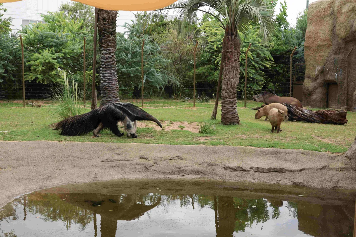 Pantanal～パンタナール～