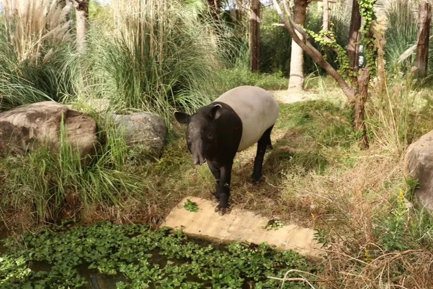 Animal kingdom banner