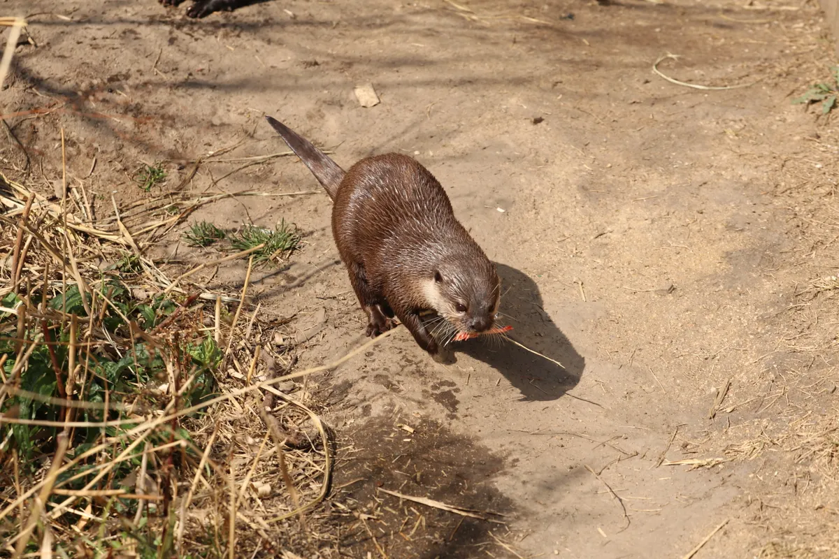 Animal kingdom banner