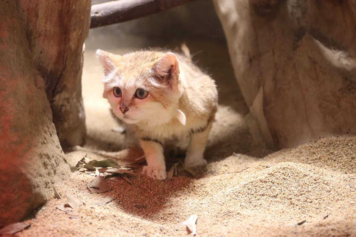 Animal kingdom banner