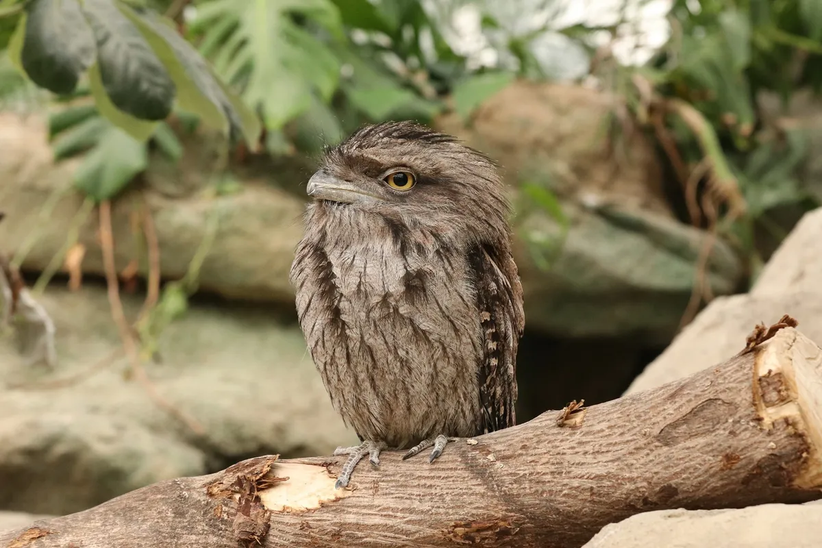 オーストラリアガマグチヨタカ