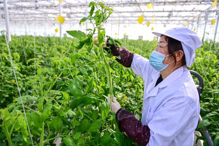Cina: agricoltura intelligente in serra nello Xinjiang Cina: agricoltura intelligente in serra nello Xinjiang