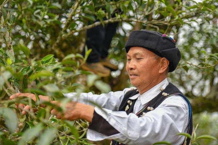 cina industria della produzione del te a malipo nello yunnan da Romadailynews.it cina industria della produzione del te a malipo nello yunnan
