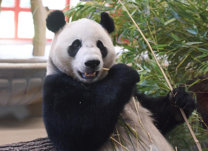 austria schoenbrunn zoo di vienna accoglie coppia di panda cinesi da Romadailynews.it austria schoenbrunn zoo di vienna accoglie coppia di panda cinesi
