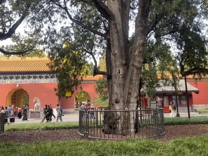 cina pechino ospita oltre 7 000 specie da Romadailynews.it cina pechino ospita oltre 7 000 specie