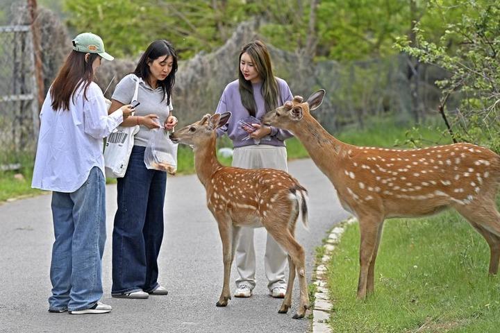 Cina: Dalian crea habitat vivibile per i cervi shika selvatici Cina: Dalian crea habitat vivibile per i cervi shika selvatici