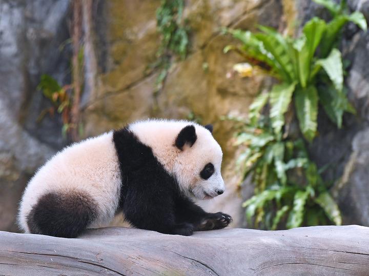 cina coppia cuccioli di panda gigante a ocean park di hong kong da Romadailynews.it cina coppia cuccioli di panda gigante a ocean park di hong kong