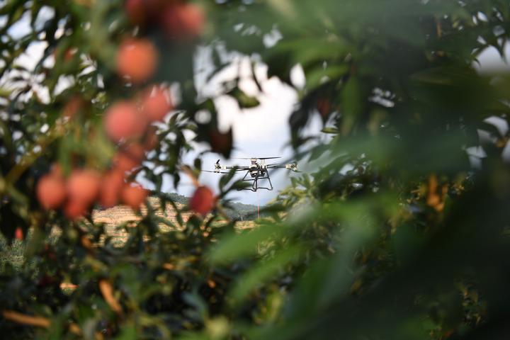 Cina: consegna di litchi tramite droni nel Guangdong Cina: consegna di litchi tramite droni nel Guangdong