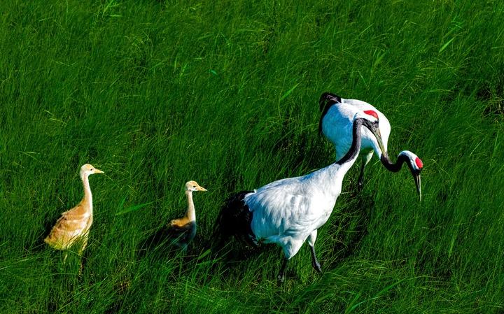 Cina: Heilongjiang, gru della Manciuria nella riserva del fiume Naoli Cina: Heilongjiang, gru della Manciuria nella riserva del fiume Naoli