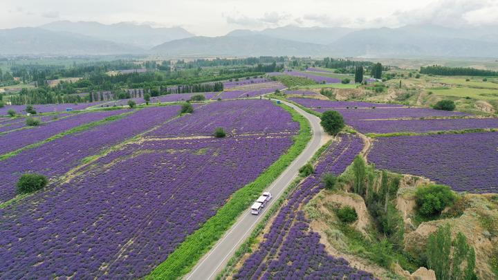 Cina: Xinjiang, contea di Huocheng promuove industria di lavanda Cina: Xinjiang, contea di Huocheng promuove industria di lavanda