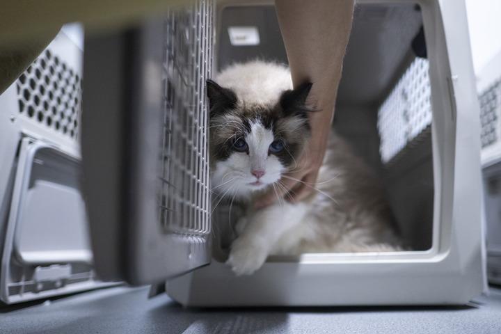 Cina: Hubei, animali domestici viaggiano su treni ad alta velocita’