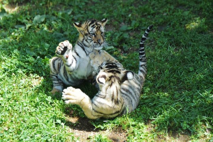 cina heilongjiang cuccioli di tigre siberiana a mudanjiang