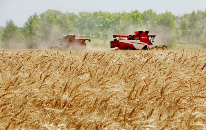 Cina: ministro, nuovo record di produzione cereali nel periodo 2021 2025