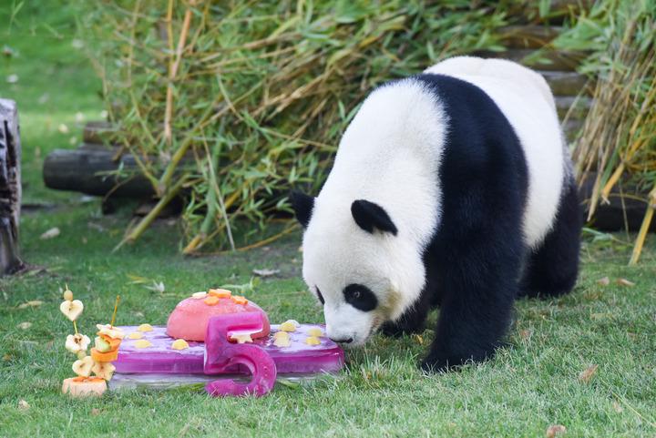 spagna madrid panda giganti festeggiano compleanno a zoo aquarium