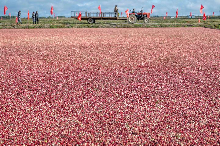Cina: Heilongjiang, raccolta dei mirtilli rossi a Fuyuan Cina: Heilongjiang, raccolta dei mirtilli rossi a Fuyuan