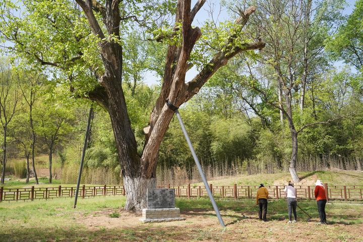 Cina: ospita 5,08 mln alberi antichi, famosi Cina: ospita 5,08 mln alberi antichi, famosi