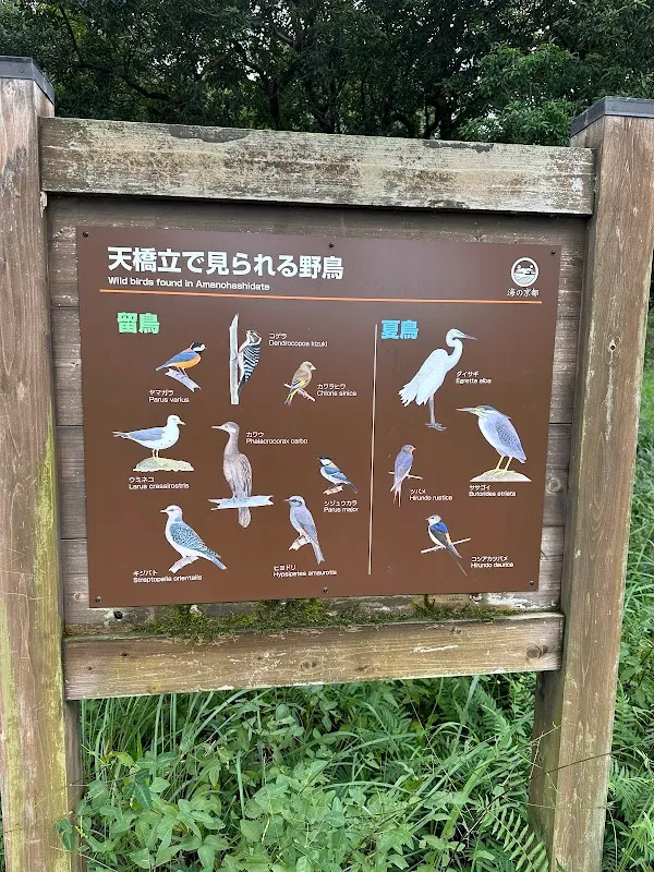 Amanohashidate 10