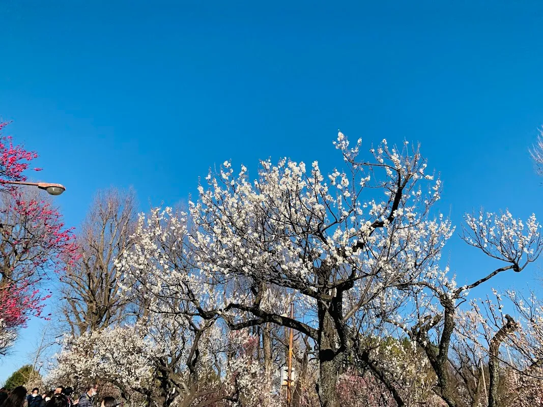 世田谷区立羽根木公園 3